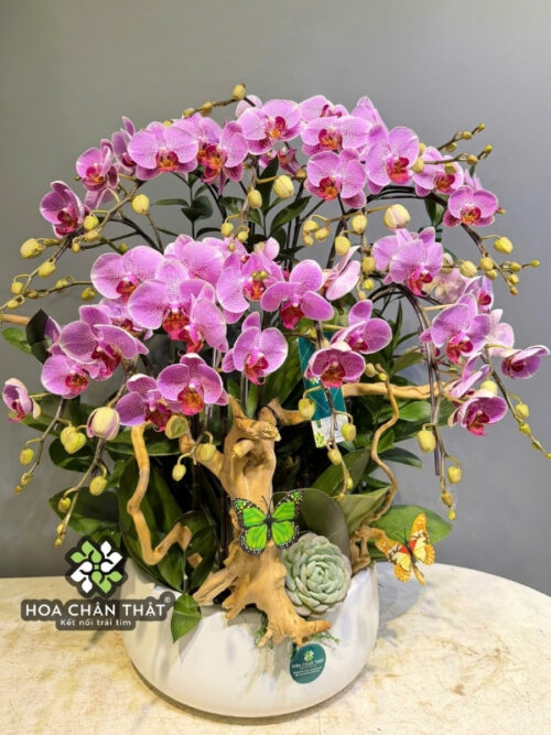 Chậu Lan Hồ Điệp Mini 6 Cành Gốc Đôi – Tím Huyền Sắc