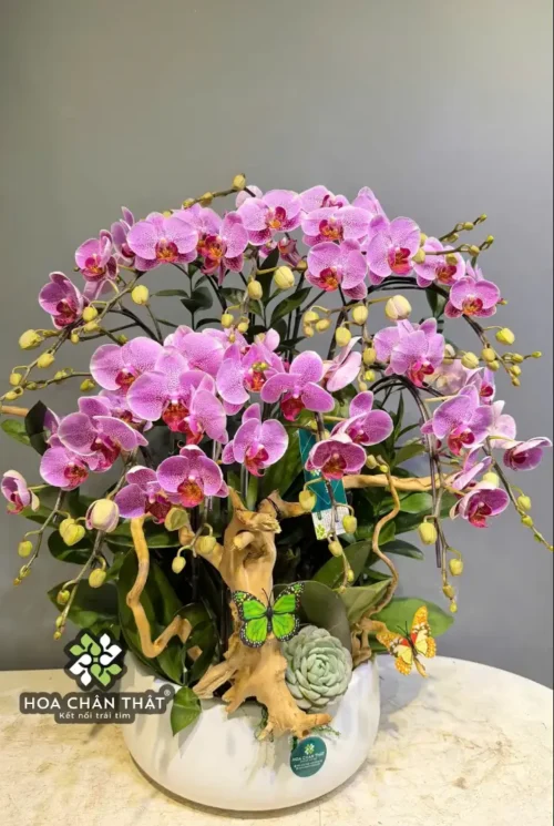 Chậu Lan Hồ Điệp Mini 6 Cành Gốc Đôi – Tím Huyền Sắc