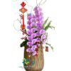 Chậu Lan Hồ Điệp Nữ Hoàng Hồng 2 Cành – Song Hỷ Phú Quý