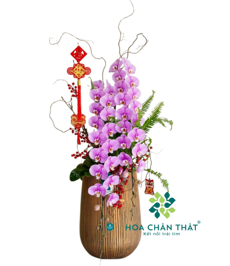 Chậu Lan Hồ Điệp Nữ Hoàng Hồng 2 Cành – Song Hỷ Phú Quý