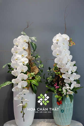 Chậu Lan Hồ Điệp Nữ Hoàng Trắng 1 Cành – Thanh Khiết Vương Giả