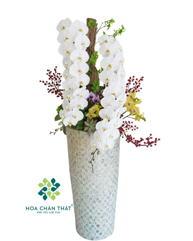 Chậu Lan Hồ Điệp Nữ Hoàng Trắng 2 Cành – Song Phúc Vương Quyền Chậu Lan Hồ Điệp Nữ Hoàng Trắng 2 Cành – Song Phúc Vương Quyền
