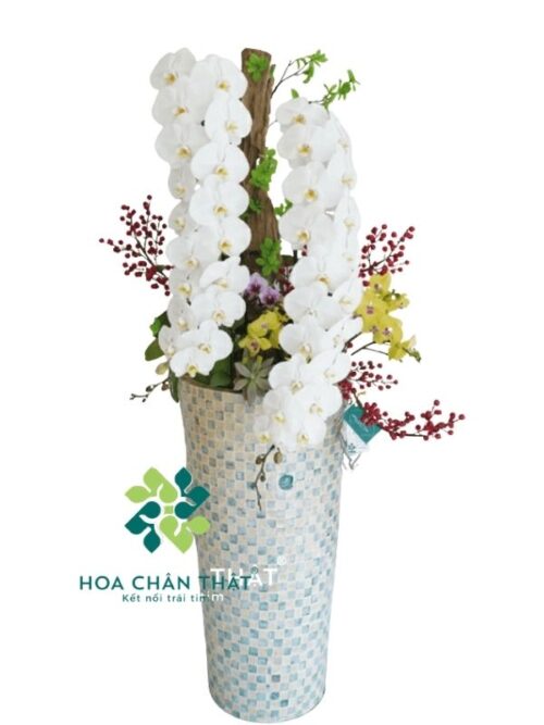 Chậu Lan Hồ Điệp Nữ Hoàng Trắng 2 Cành – Song Phúc Vương Quyền
