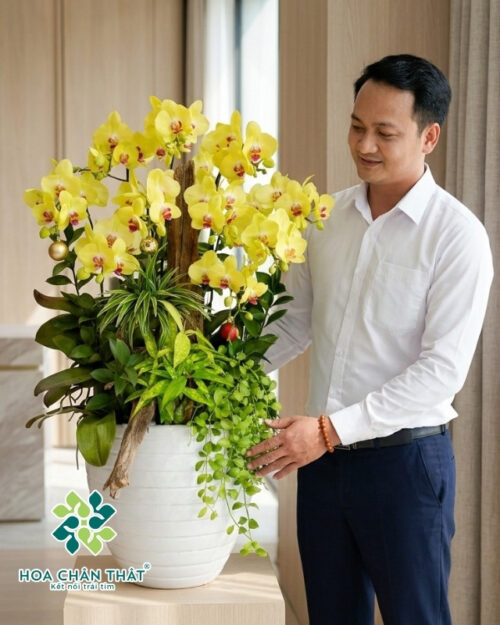 Chậu Lan Hồ Điệp Vàng Hoàng Hậu 10 Cành