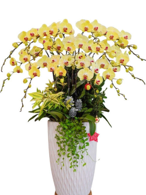 Chậu Lan Hồ Điệp Vàng Lưỡi Đỏ 15 cành