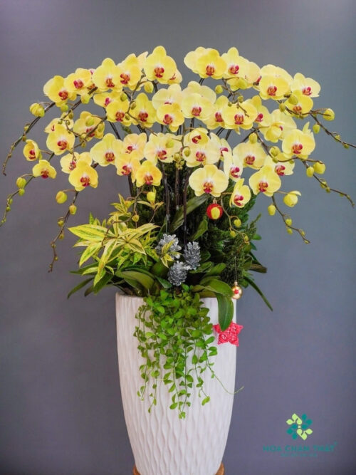 Chậu Lan Hồ Điệp Vàng Lưỡi Đỏ 15 cành