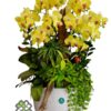 Chậu Lan Hồ Điệp vàng hoàng hậu 10 cành