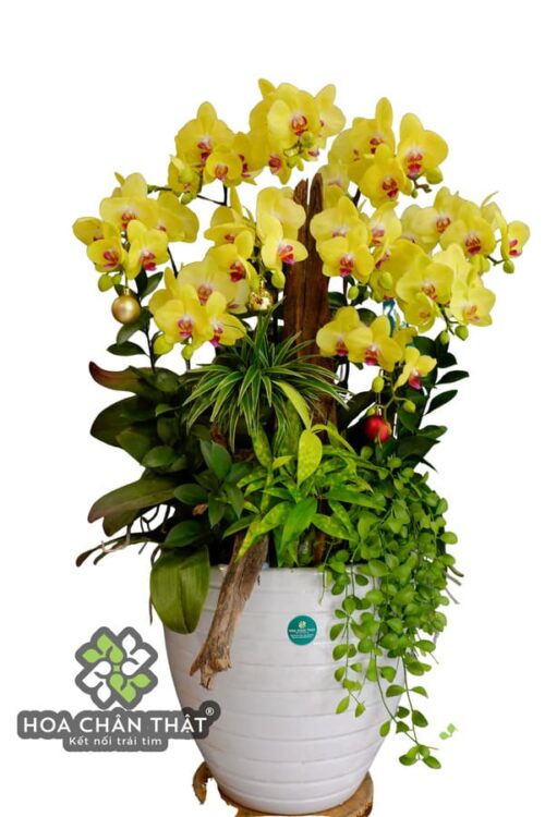 Chậu Lan Hồ Điệp vàng hoàng hậu 10 cành