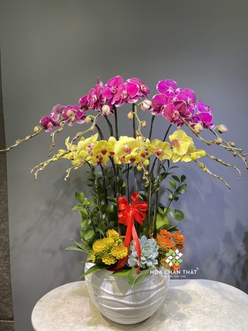 Chậu Lan Hồ Điệp 12 Cành – Vàng & Tím Đột Biến