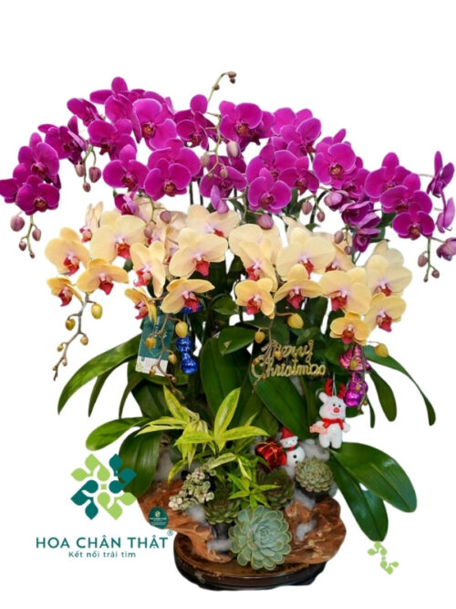 Lan Hồ Điệp 12 Cành Vàng Nghệ Mix Tím