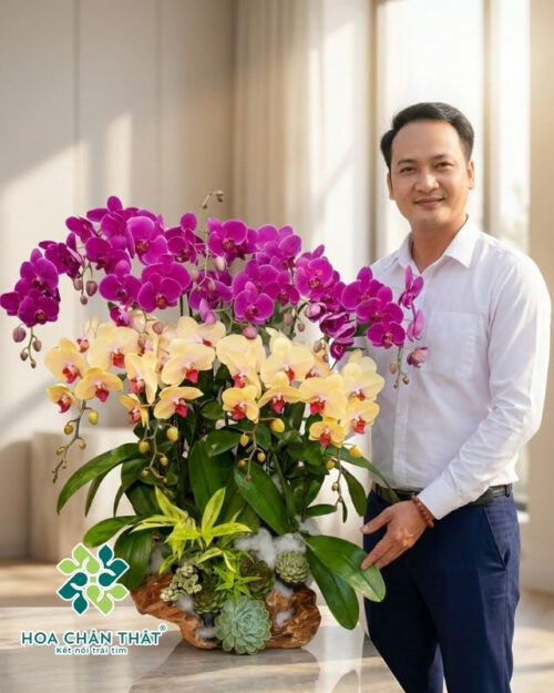 Lan Hồ Điệp 12 Cành Vàng Nghệ Mix Tím