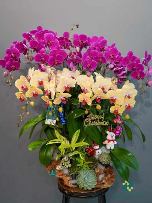 Lan Hồ Điệp 12 Cành Vàng Nghệ Mix Tím