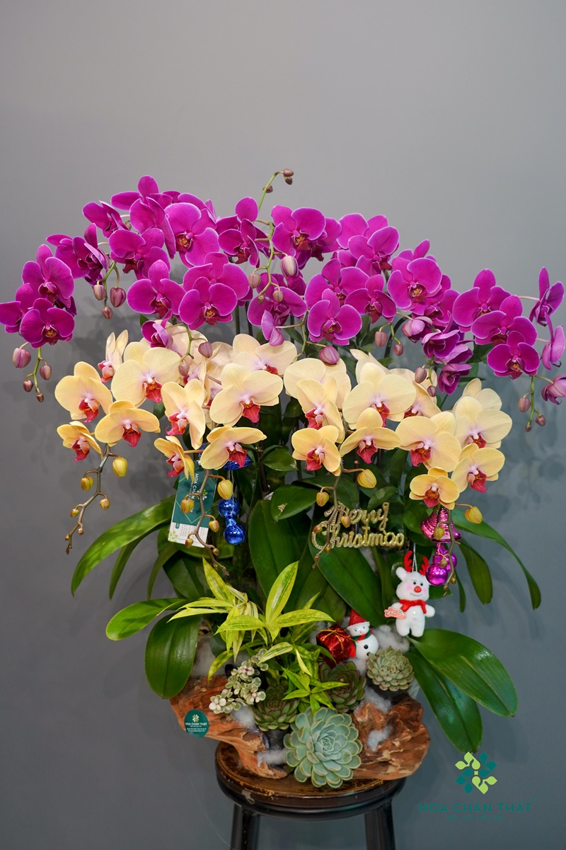 Lan Hồ Điệp 12 Cành Vàng Nghệ Mix Tím Lan Ho Diep 12 Canh Vang Nghe Mix Tim