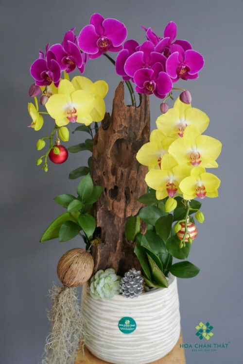 Lan Hồ Điệp 4 Cành Tím Hồng Ghép Lũa