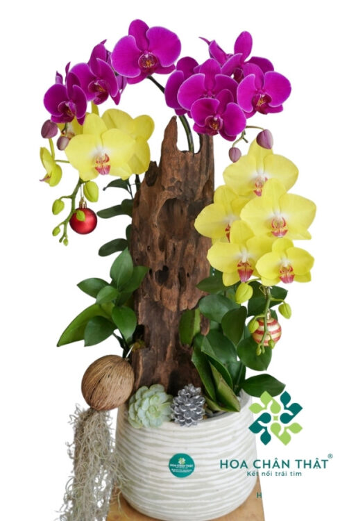 Lan Hồ Điệp 4 Cành Tím Hồng Ghép Lũa