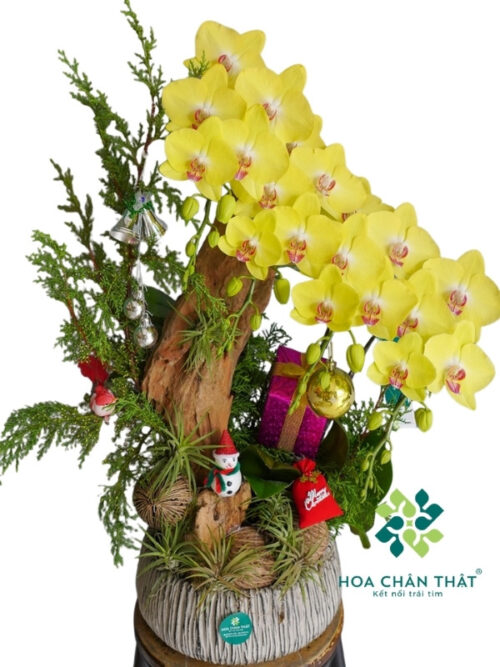 Lan Hồ Điệp 4 Cành Vàng Ghép Lũa – Tài Lộc Tự Nhiên