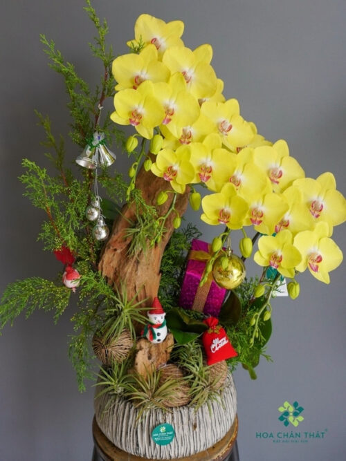 Lan Hồ Điệp 4 Cành Vàng Ghép Lũa – Tài Lộc Tự Nhiên