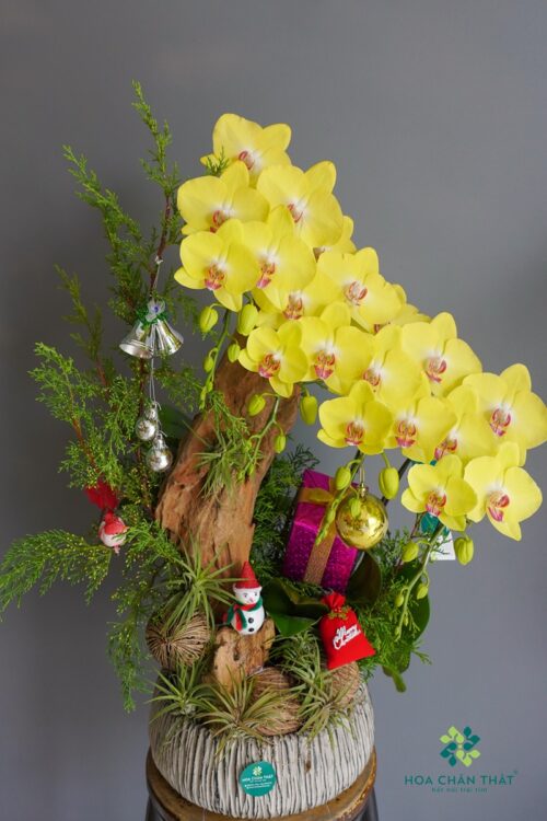 Lan Hồ Điệp 4 Cành Vàng Ghép Lũa – Tài Lộc Tự Nhiên