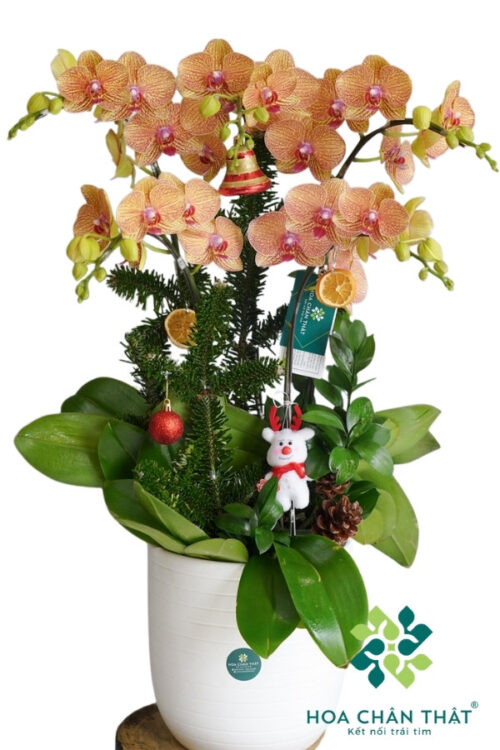 Lan Hồ Điệp 5 Cành Cam Thanh Sắc Rực Rỡ