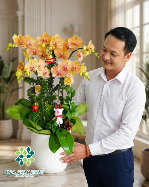 Lan Hồ Điệp 5 Cành Cam – Thanh Sắc Rực R