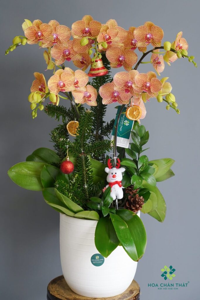 Top 4 Mẫu Lan Hồ Điệp Dành Cho Noel & Tất Niên Lan Ho Diep 5 Canh Cam – Thanh Sac Ruc Ro 1