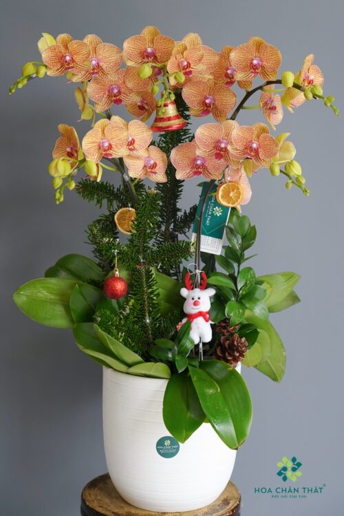 Lan Hồ Điệp 5 Cành Cam – Thanh Sắc Rực Rỡ