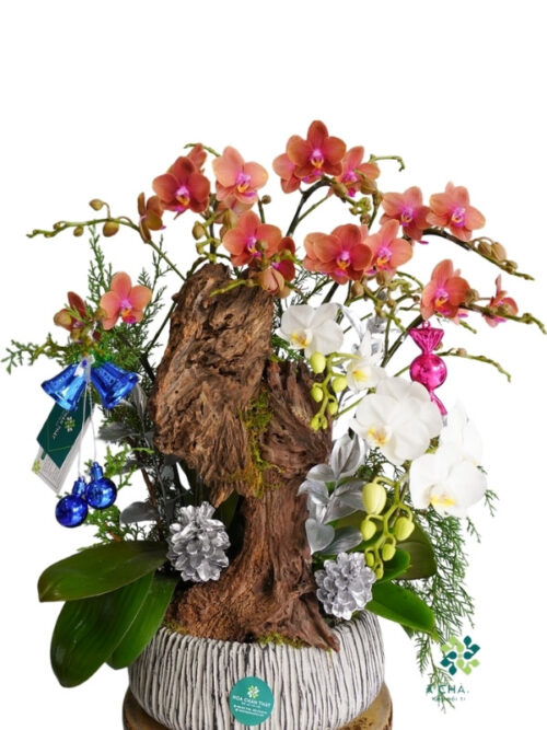 Lan Hồ Điệp 7 Mini 1 Cành Lớn Trắng Cam