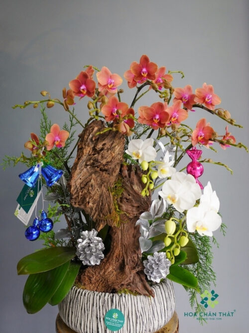 Lan Hồ Điệp 7 Mini 1 Cành Lớn Trắng Cam