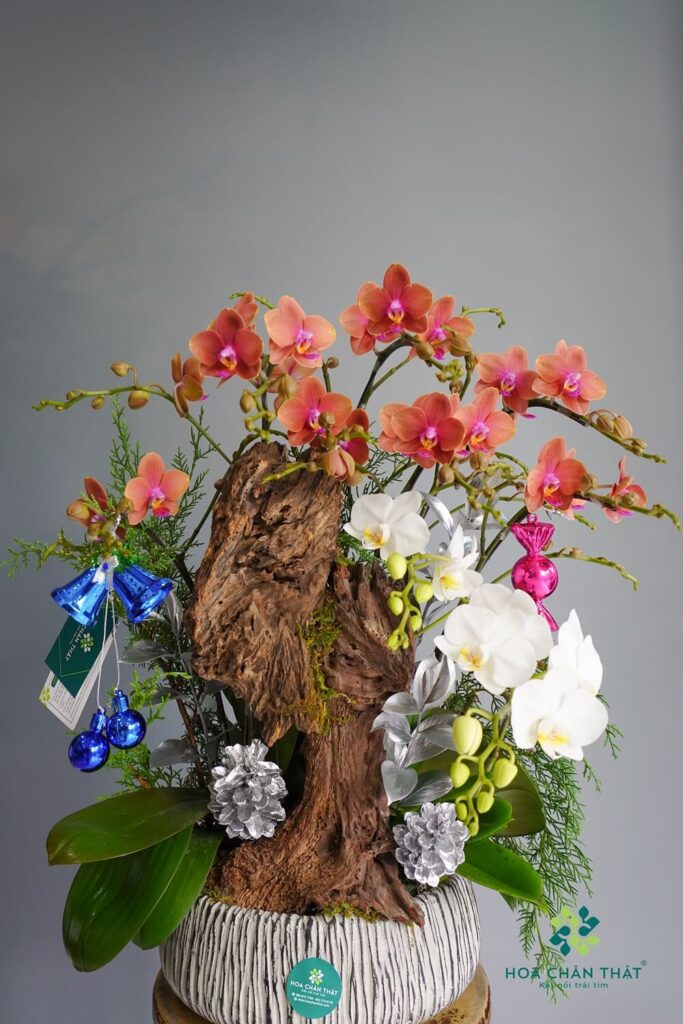 Top 4 Mẫu Lan Hồ Điệp Dành Cho Noel & Tất Niên Lan Ho Diep 7 Mini 1 Canh Lon Trang Cam 1