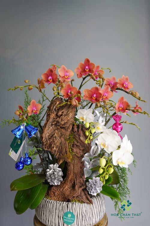 Lan Hồ Điệp 7 Mini + 1 Cành Lớn Trắng Cam