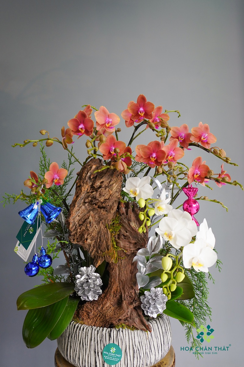 _Lan Hồ Điệp 7 Mini + 1 Cành Lớn Trắng Cam _ Lan Ho Diep 7 Mini 1 Canh Lon Trang Cam