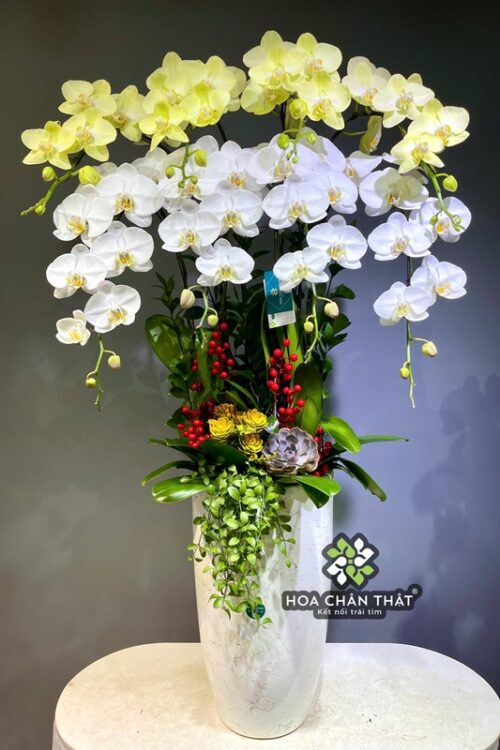 Lan Hồ Điệp 8 Cành Mix Trắng Xanh Táo – Chậu Cao Sang Trọng