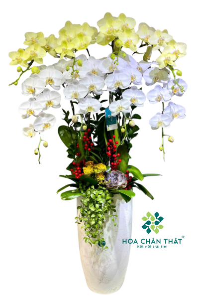 Lan Hồ Điệp 8 Cành Mix Trắng + Xanh Táo – Chậu Cao Sang Trọng