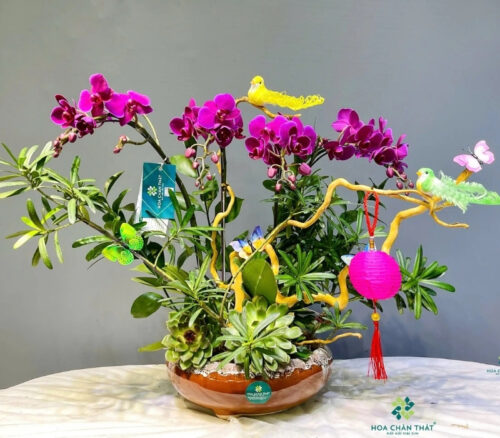 Lan Hồ Điệp Mini 3 Gốc Đôi Ghép Lũa – Huyền Vũ Sắc Tím