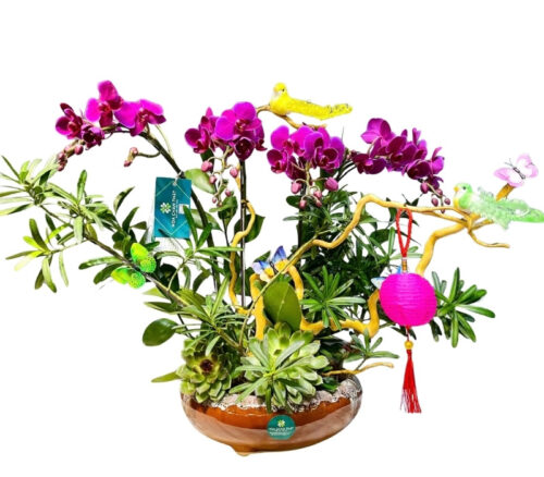 Lan Hồ Điệp Mini 3 Gốc Đôi Ghép Lũa – Huyền Vũ Sắc Tím