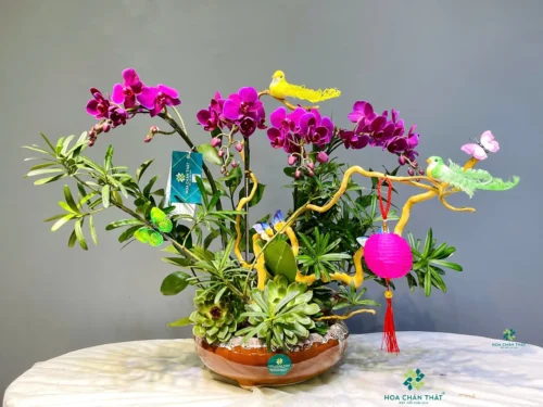 Lan Hồ Điệp Mini 3 Gốc Đôi Ghép Lũa – Huyền Vũ Sắc Tím