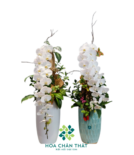 Chậu Lan Hồ Điệp Nữ Hoàng Trắng 1 Cành – Thanh Khiết Vương Giả