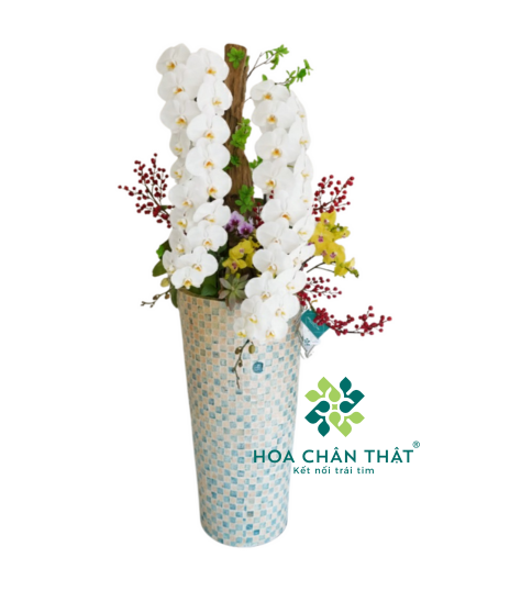 Chậu Lan Hồ Điệp Nữ Hoàng Trắng 2 Cành – Song Phúc Vương Quyền