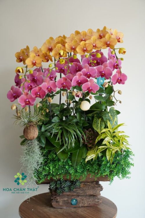 Máng Lan Hồ Điệp 10 Cành – Màu Cam Đỏ Dâu Phú Sắc