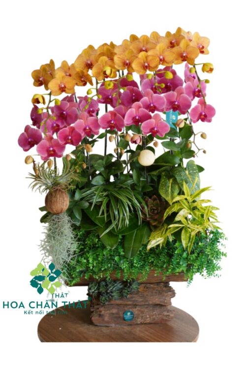 Máng Lan Hồ Điệp 10 Cành – Màu Cam Đỏ Dâu Phú Sắc