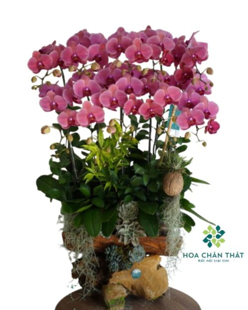 Máng Lan Hồ Điệp 10 Cành – Màu Đỏ Dâu Sang Trọng