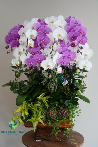 Máng Lan Hồ Điệp 10 Cành – Màu Trắng Mix Tím Hồng Dịu Dàng