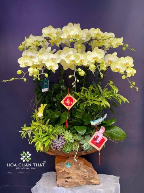 Máng Lan Hồ Điệp 10 Cành – Vàng Chanh Tươi Sáng