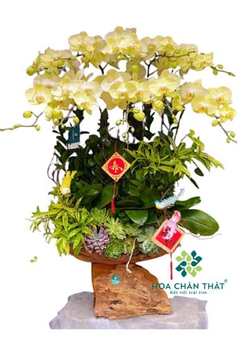 Máng Lan Hồ Điệp 10 Cành – Vàng Chanh Tươi Sáng