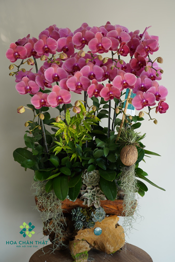 Máng Lan Hồ Điệp 10 Cành – Đỏ Dâu Sang Trọng