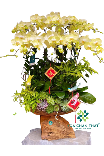 Máng Lan Hồ Điệp 10 Cành – Vàng Chanh Tươi Sáng