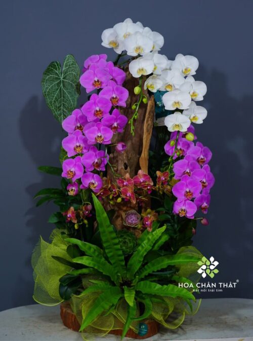 Máng Lan Hồ Điệp 6 Cành – Lan Lớn Mix Mini Tím Trắng Nhẹ Nhàng