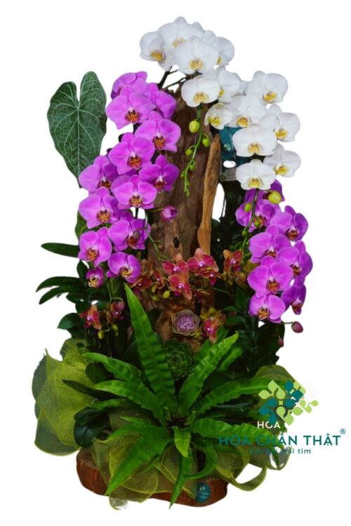 Máng Lan Hồ Điệp 6 Cành – Lan Lớn Mix Mini Tím Trắng Nhẹ Nhàng