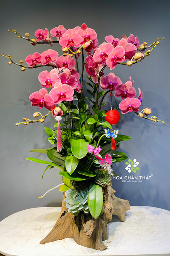 Máng Lan Hồ Điệp 7 Cành – Màu Đỏ Dâu Quyến Rũ