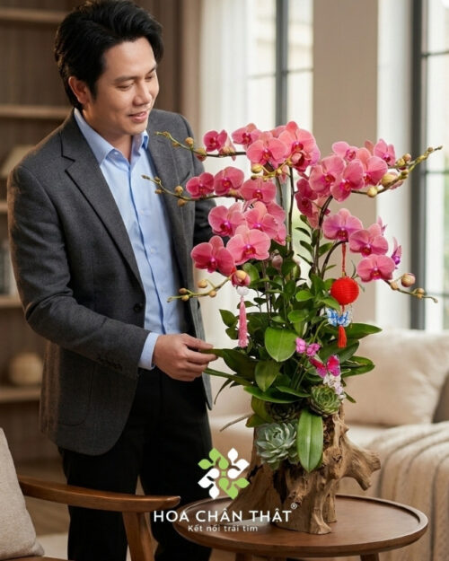 Máng Lan Hồ Điệp 7 Cành – Màu Đỏ Dâu Quyến Rũ Máng Lan Hồ Điệp 7 Cành – Màu Đỏ Dâu Quyến Rũ